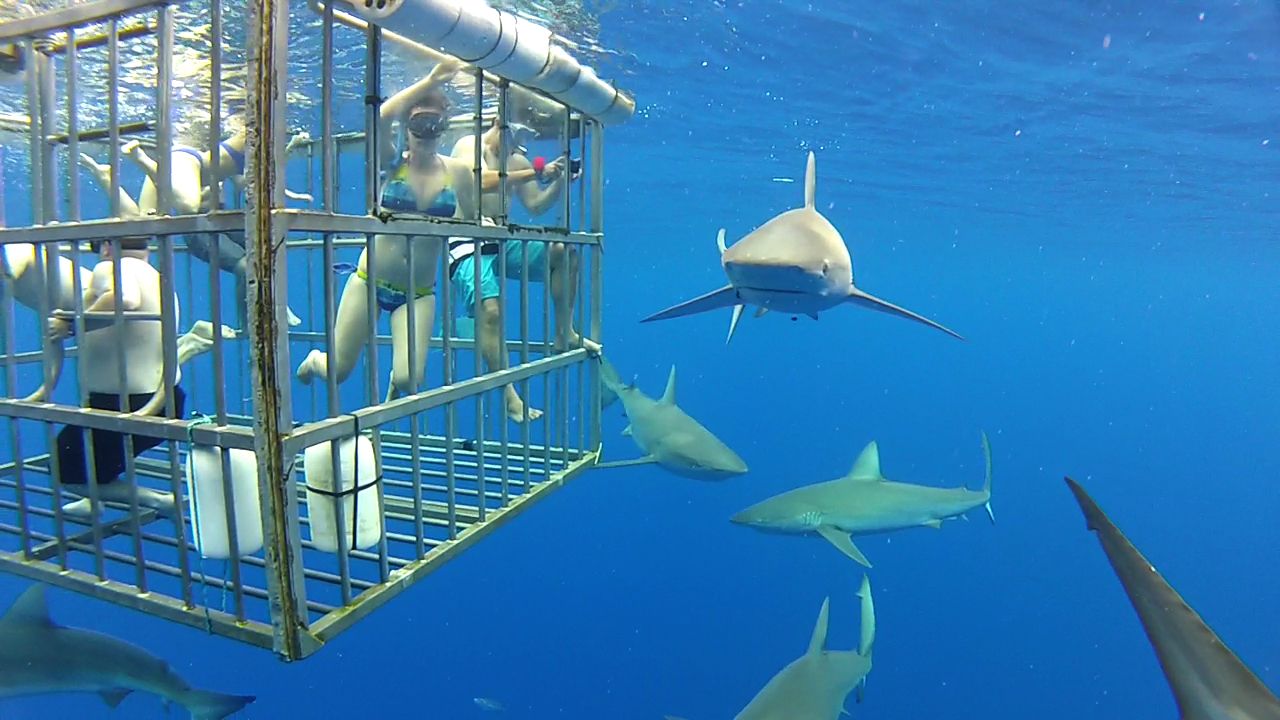 A cage with people inside of it, surrounded by sharks in the ocean